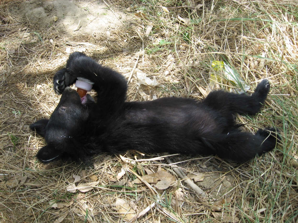 Asiatic black bear_U thibetanus_Iran_orphaned bear cub_Tayebeh