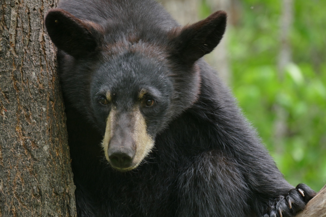 American black bear_U americanus Minnesota_prominant ears characteristic of small bear_D Garshelis