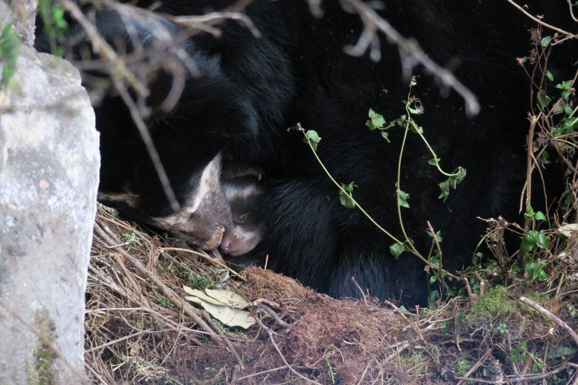 Andean bear_T ornatus_Cayambe Coca National Park Ecuador_ bear family in maternal den_David Jackson_2