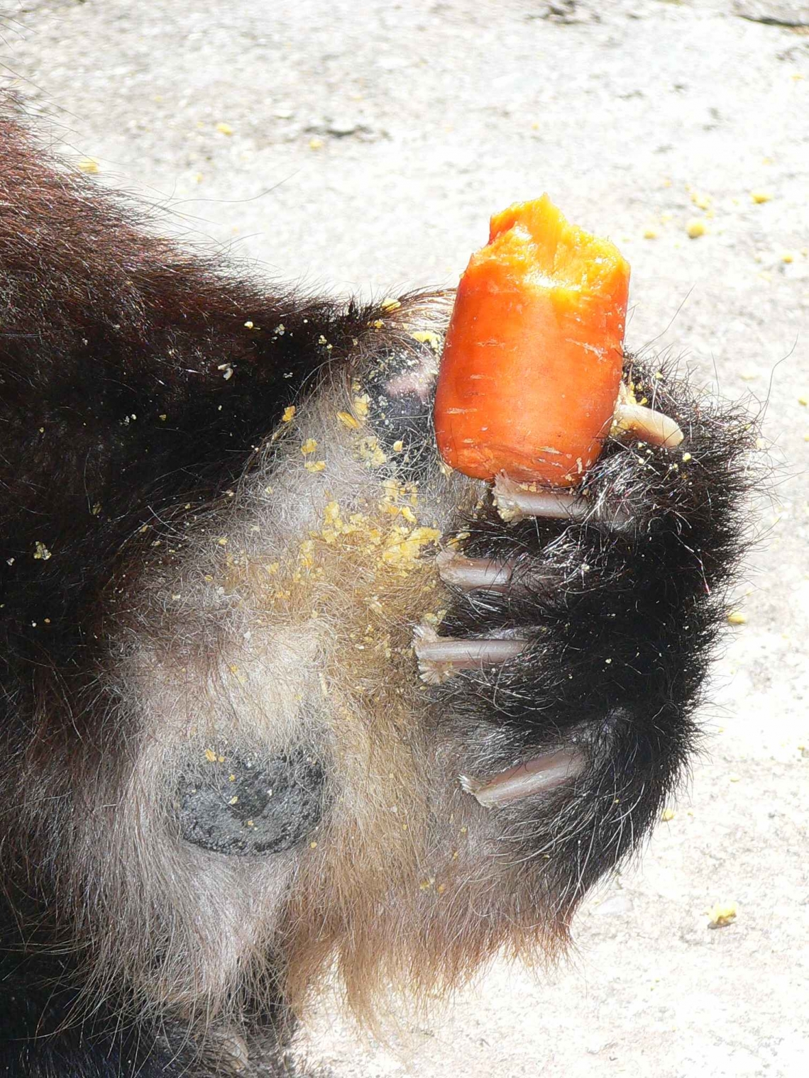 Giant panda_A melanoleuca_Wolong breeding center Sichaun China_panda holding carrot using pseudo-thumb_D Garshelis