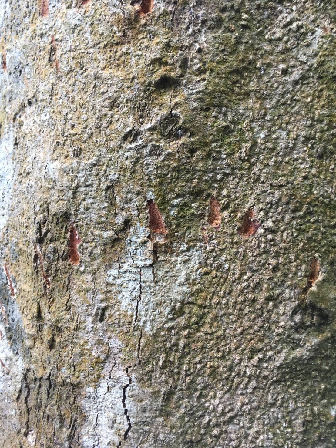Asiatic black bear_U thibetanus_Meghalaya India_5 hind foot claw marks on tree_D Garshelis