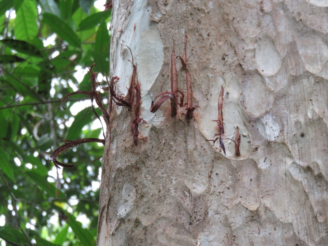 Sun bear_H malayanus_Northeast Cambodia_fresh bear claw marks on a tree_Free the Bears