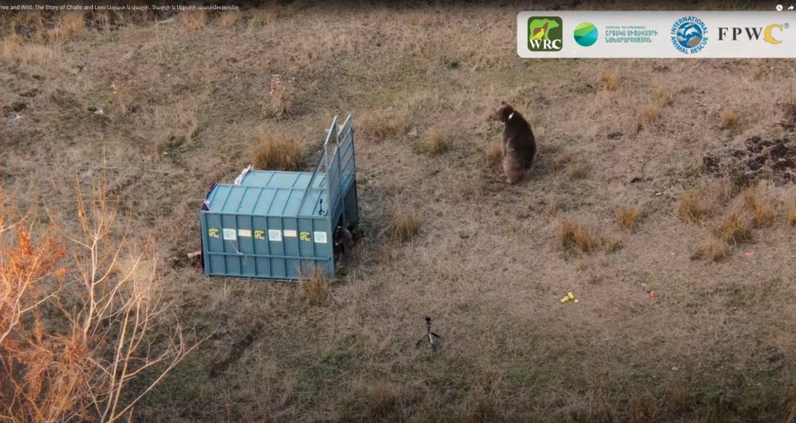 Armenia: Rehab and release of 2 orphaned brown bear cubs