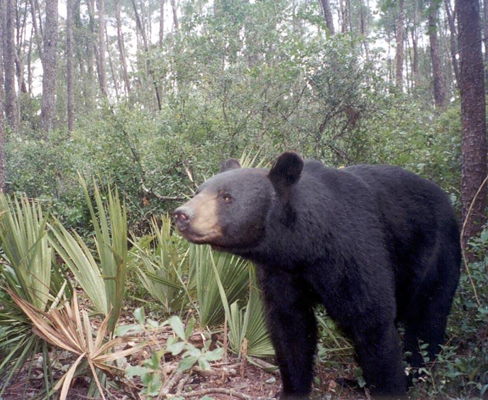 American black bear_U americanus Florida_oak scrub habitat with sand pine and palmetto_Florida Fish and Wildlife Conservation Commission IR camera