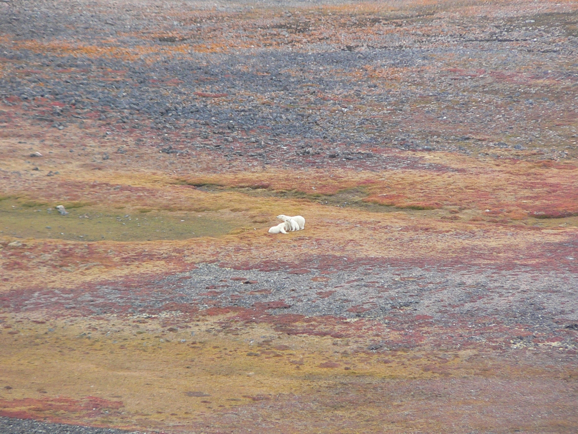 Polar bear_U maritimus_Nunavut Canada_family group inland_D Garshelis