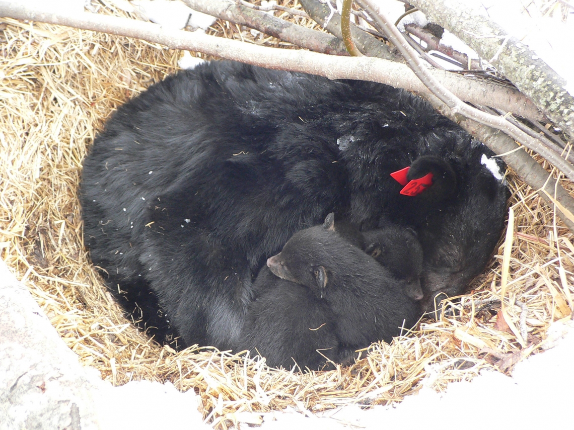 American black bear_U americanus_Minnesota_mother with cubs born in open den_D Garshelis