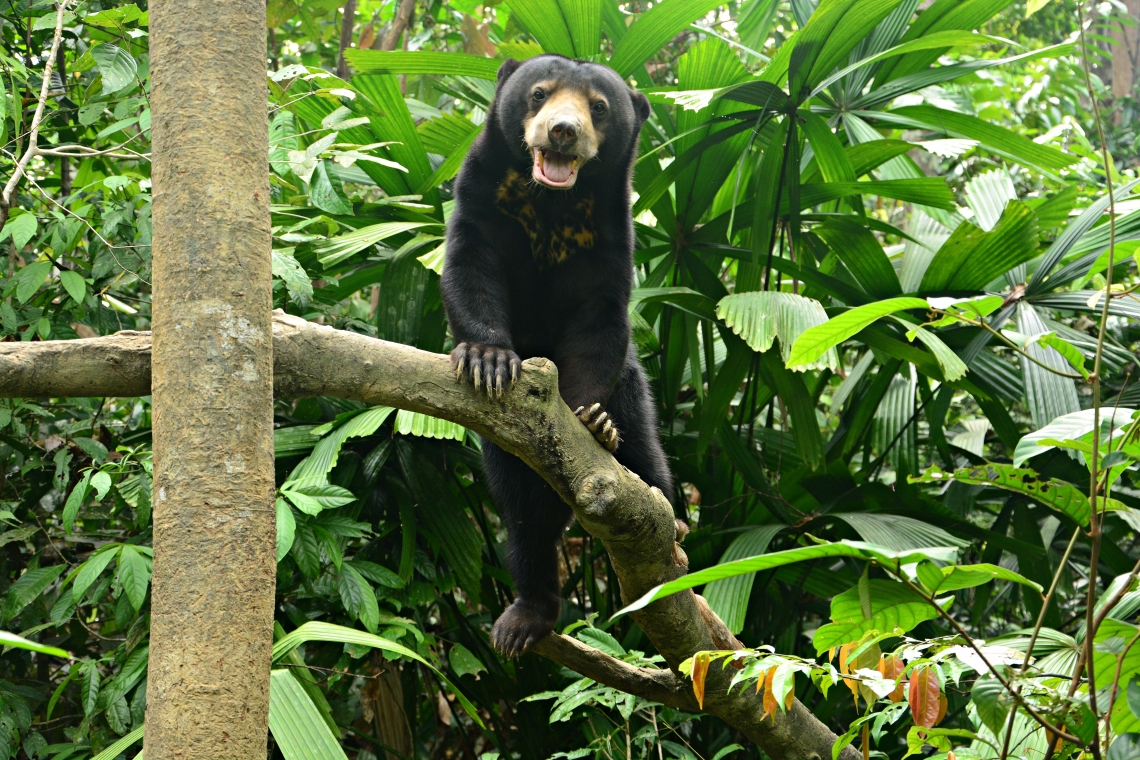 Sun bear_H malayanus_Borneo Sun Bear Conservation Centre_dark chest mark_Yen Wah Seng BSBCC