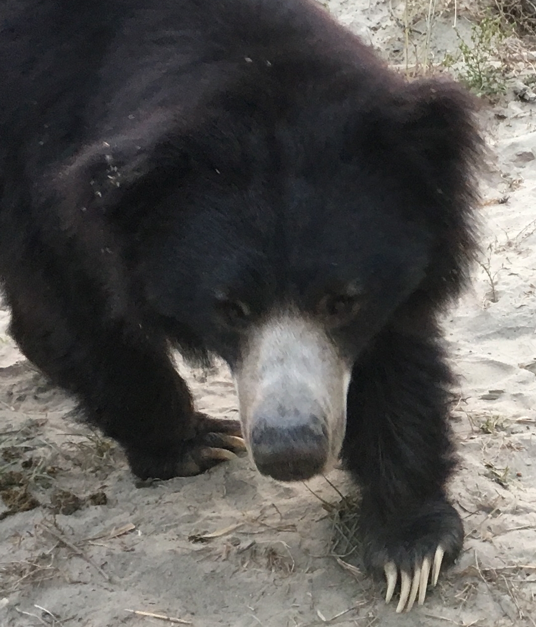 Sloth bear_M ursinus_WSOS Rescue Center Agra India_white muzzle and claws_D Garshelis