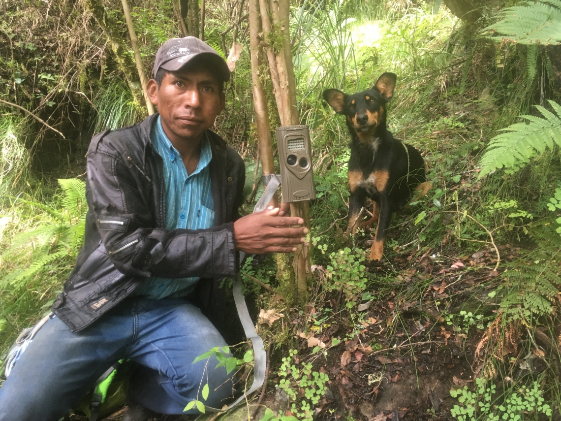 Andean bear_T ornatus_Bolivia_field assistant setting camera trap_Ximena Vélez-Liendo