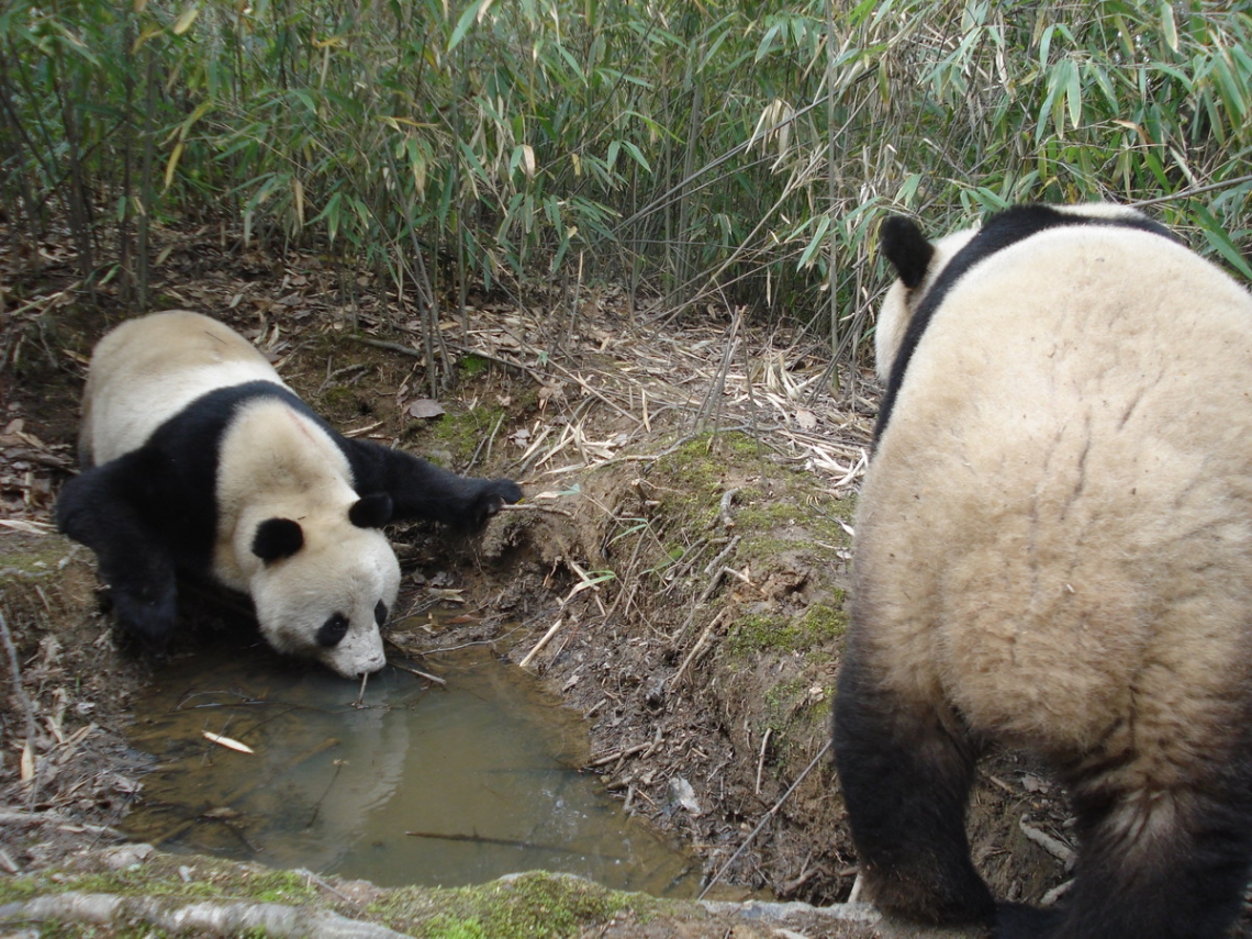 Giant panda_A melanoleuca_camera trap photo at water hole_D Wang