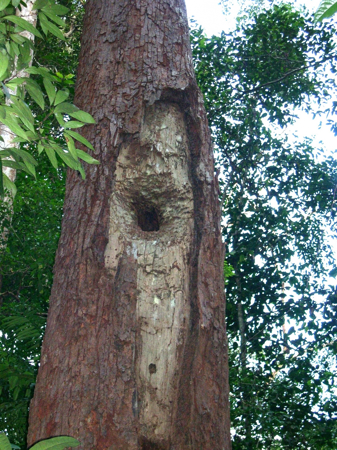 Sun bear_H malayanus_Kalimantan Indonesia_Sign of feeding on stingless bees nest_G Fredriksson