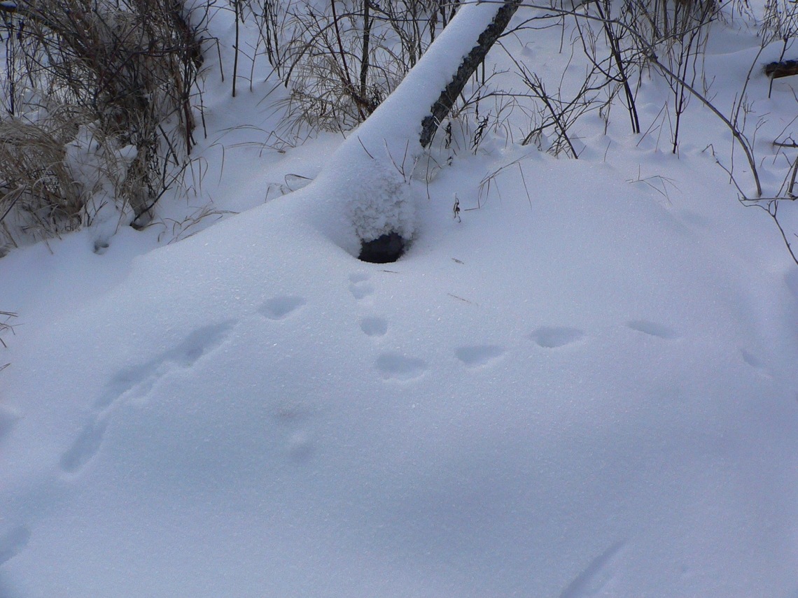 American black bear_U americanus_Minnesota_excavated bear den under tilted tree animal tracks visiting_D Garshelis