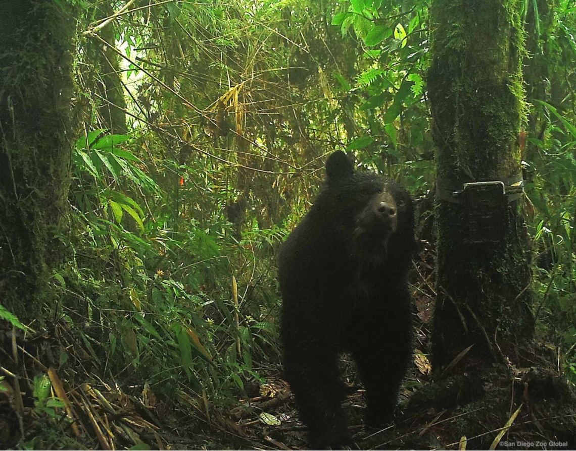 Andean bear_T ornatus_Kcosñipata Peru_adult Andean bear next to camera trap_San Diego Zoo Global