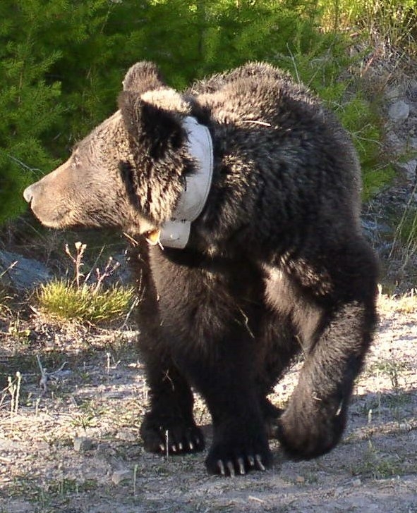 Brown bear_U arctos_Montana USA_radio collared bear_J. WIlliams