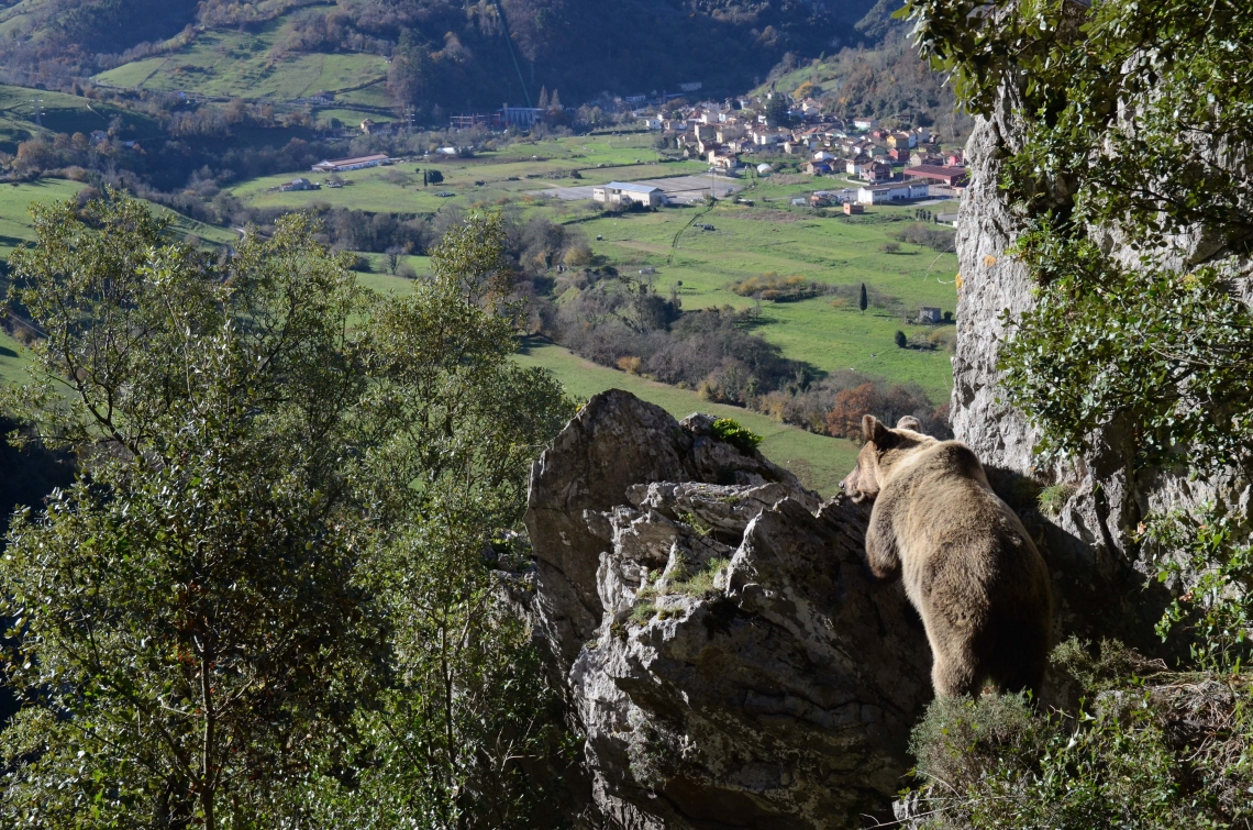Brown bear looking down at town in Cantabrian Mountains, Spain_Vincenzo Penteriani
