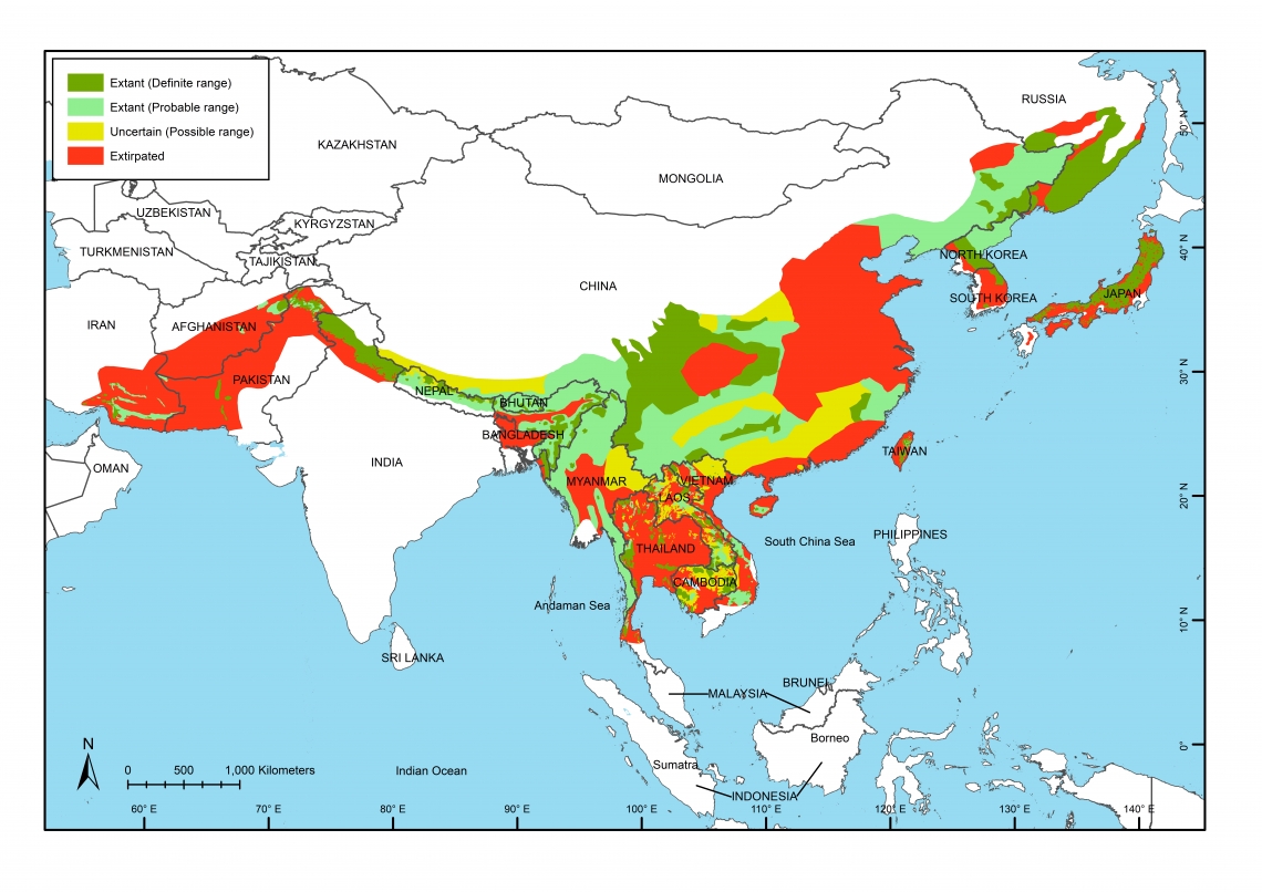 Range map of Asiatic black bear (U thibetanus) mapped by Bear Specialist Group created by Free the Bears