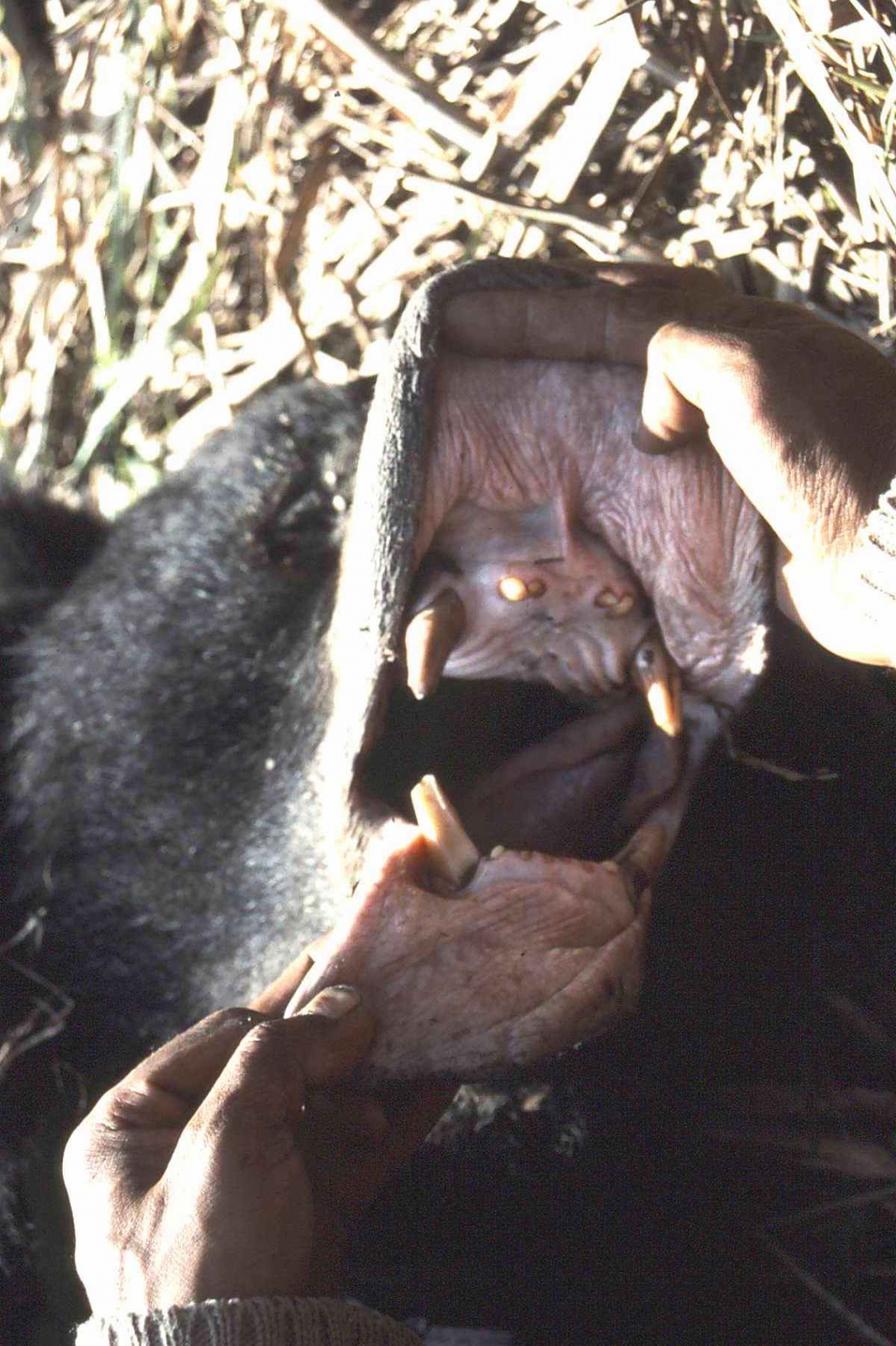 Sloth bear_M ursinus_Chitwan Nepal_missing incisors and large lips_D Garshelis