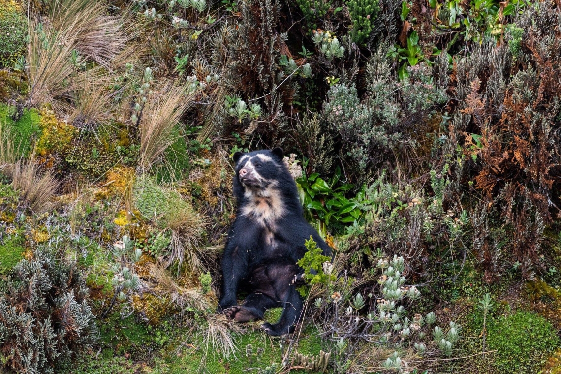 Andean bear_T ornatus_Cayambe Coca National Park Ecuador_adult bear with ornate markings_Sean Kite