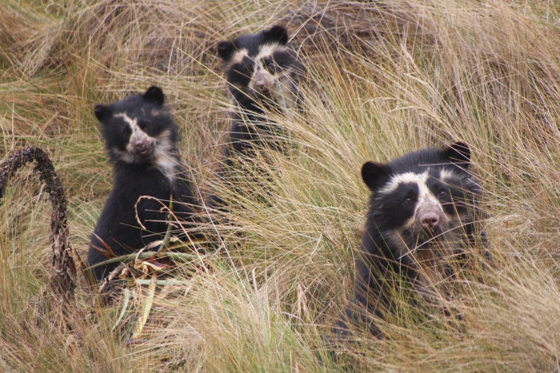 Andean bear_T ornatus_Cayambe Coca National Park Ecuador_ bear family with individual facial markings_Victor Quinchimbla