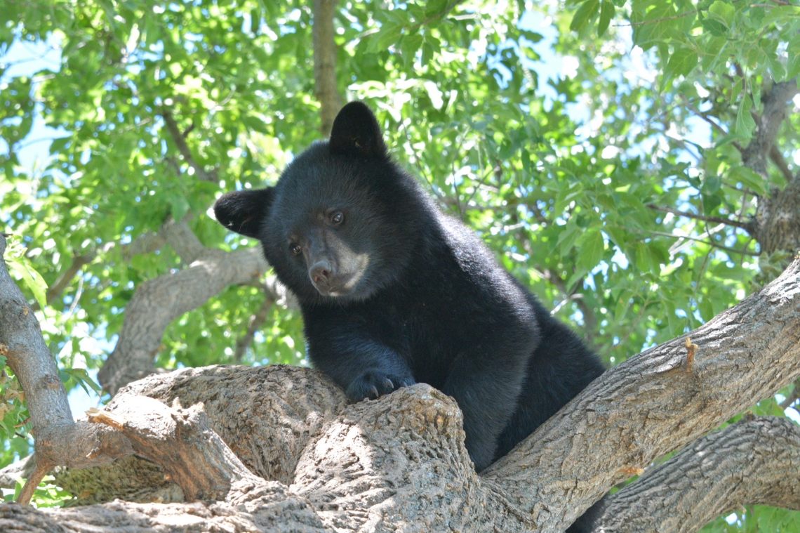 American black bear_U americanus_Manitoba_cub in tree_ J Beecham