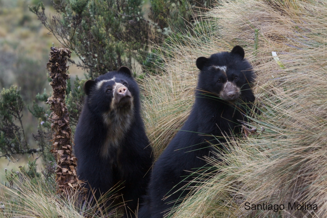 Andean bear_T ornatus_Papallacta Ecuador_adult female with subadult_Santiago Molina