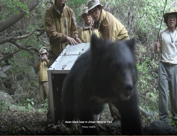 Asiatic black bear released in Jirisan National Park_photo: Korea National Park Service