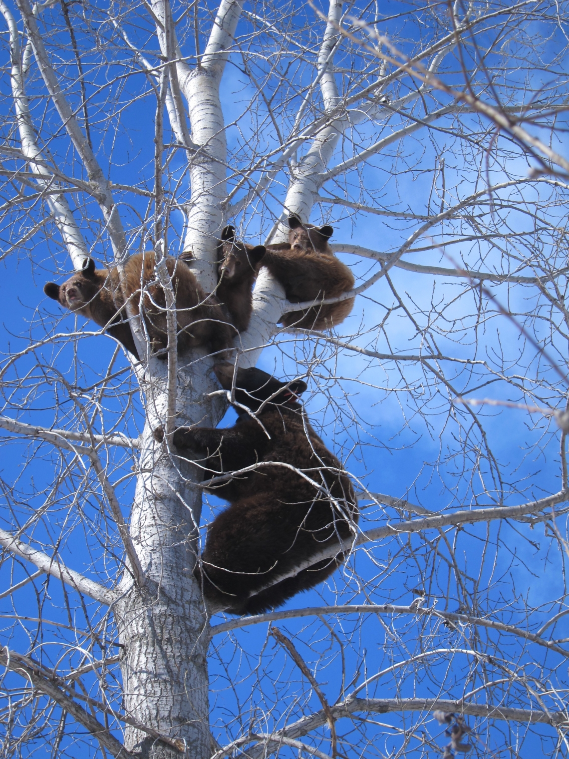 Amderican black bear_U americanus_Minnesota_mother with 3 brown-colored yearlings in tree_D Garshelis