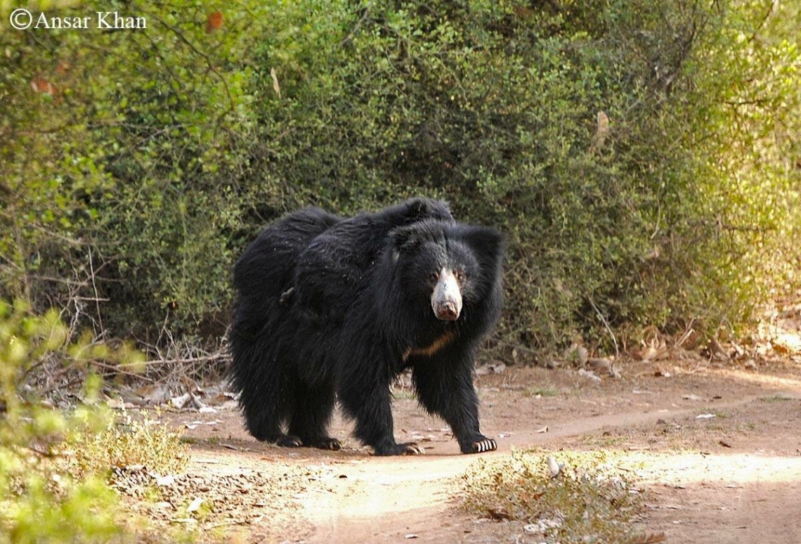 Sloth bear_M ursinus_Central India_Carrying cubs_Ansar Khan
