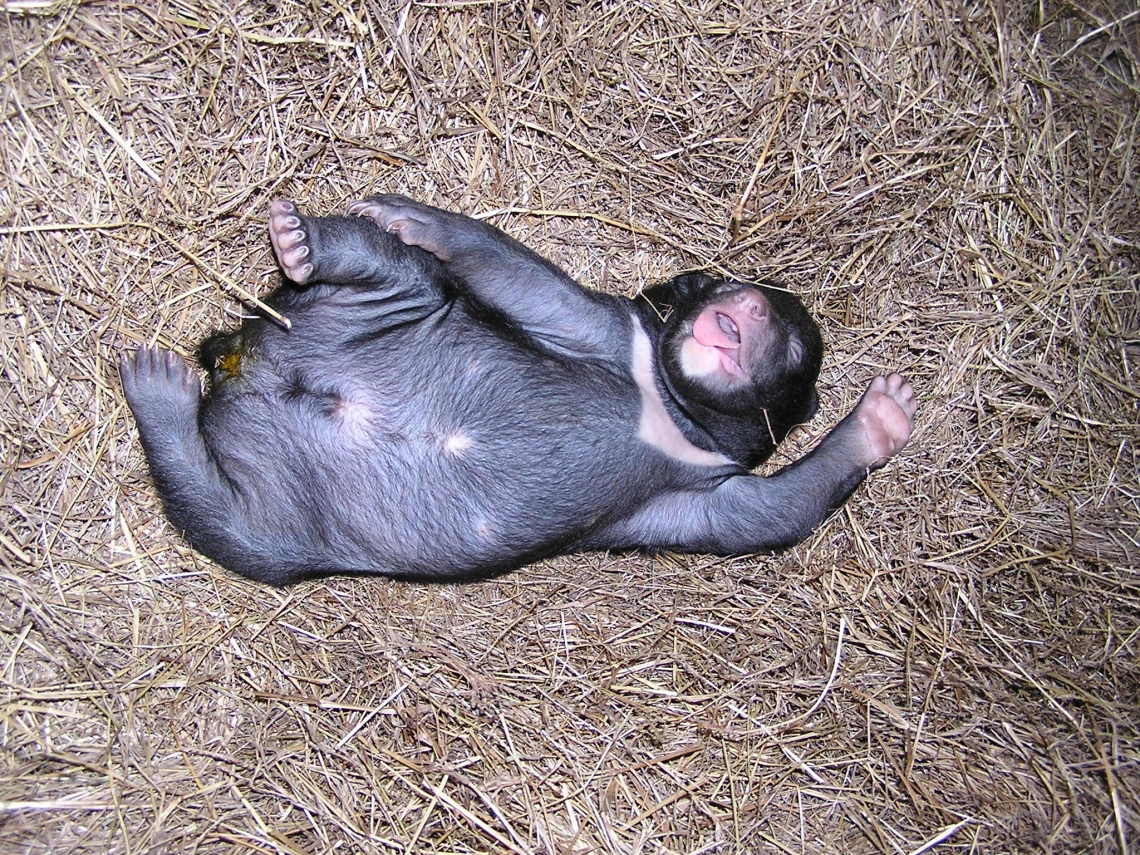 Asiatic black bear_U thibetanus_Moon bear cub 33 days old