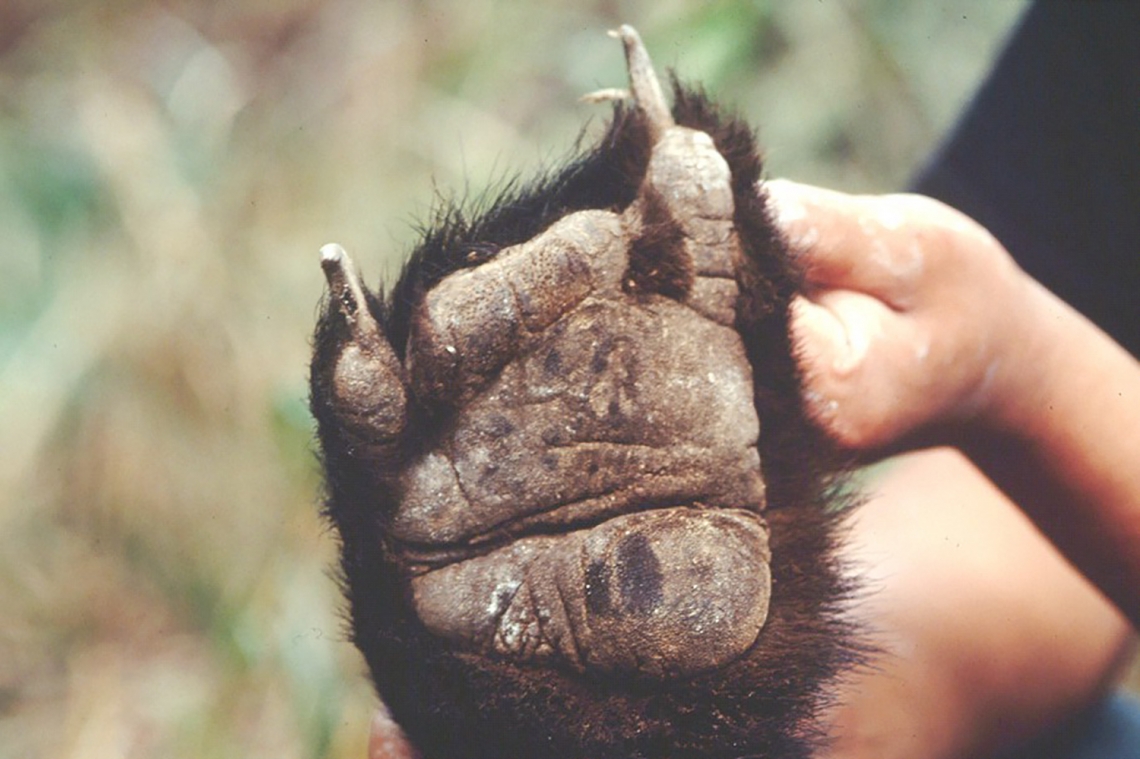 Asiatic black bear_U thibetanus_Taiwan_damaged paw from poachers snare_Mei-hsiu Hwang