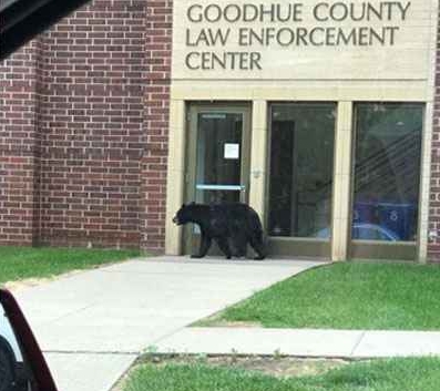 American black bear_U americanus_Minnesota_wandering in front of police station_submitted by public to MNDNR