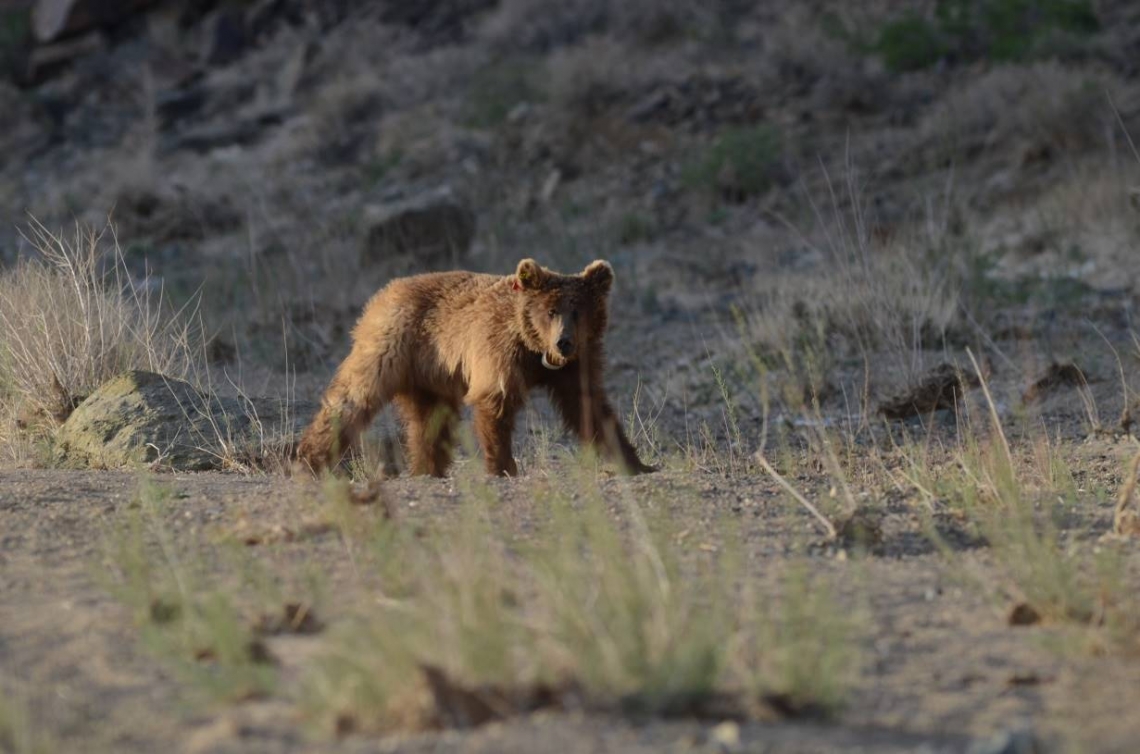 Brown bear_U arctos_Gobi desert Mongolia_small bear with new radio collar_M Proctor