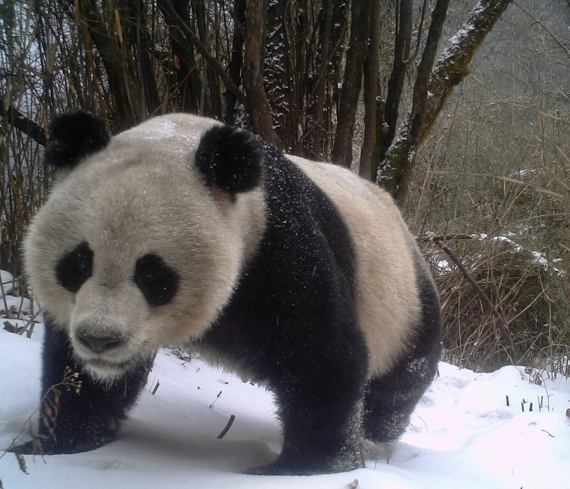 Giant panda_A melanoleuca_Laohegou Nature Reserve, Sichuan Province, China_young panda camera trapped_Sheng Li