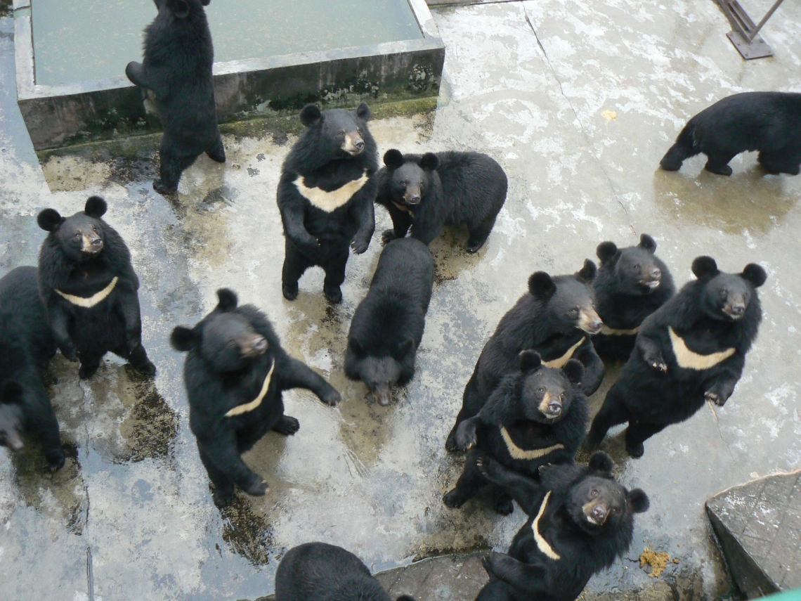 Asiatic black bear_U thibetanus_China_bear farm_D Garshelis