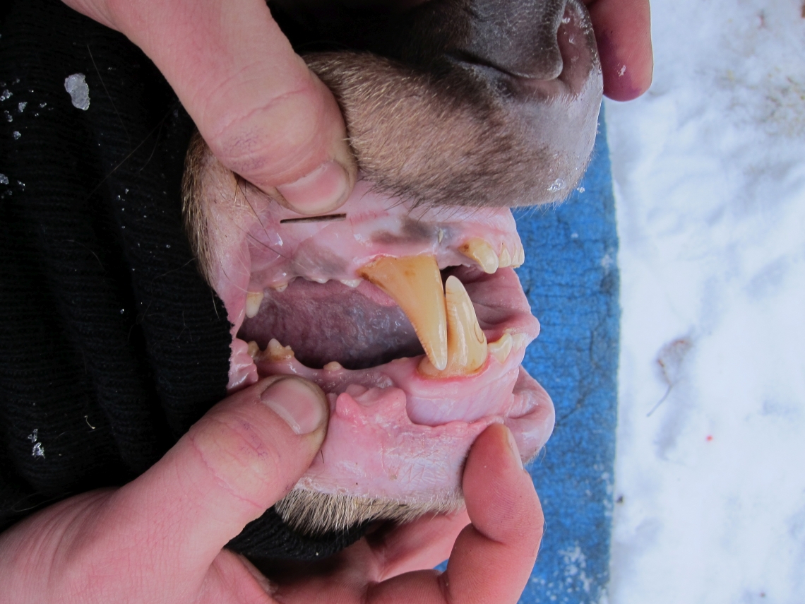 American black bear_U americanus_Minnesota_teeth, showing incisors, canines, premolars_D Garshelis