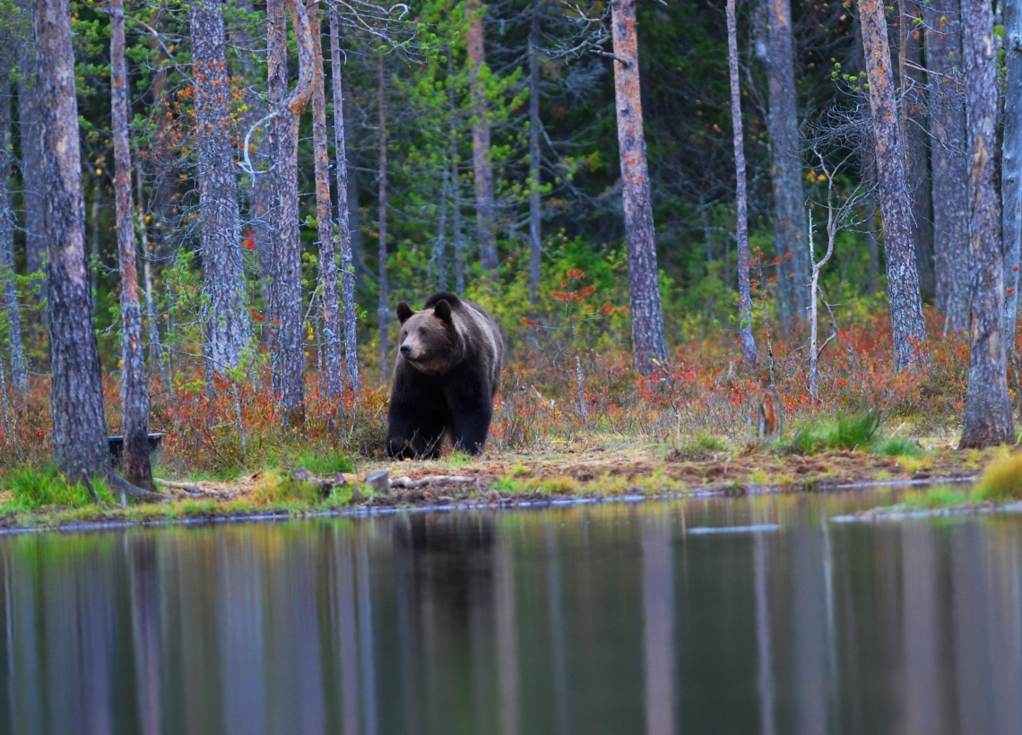 Brown bear _U arctos_Karelia, Finland_viewing area behind hide at artificial feeding site_V Penteriani