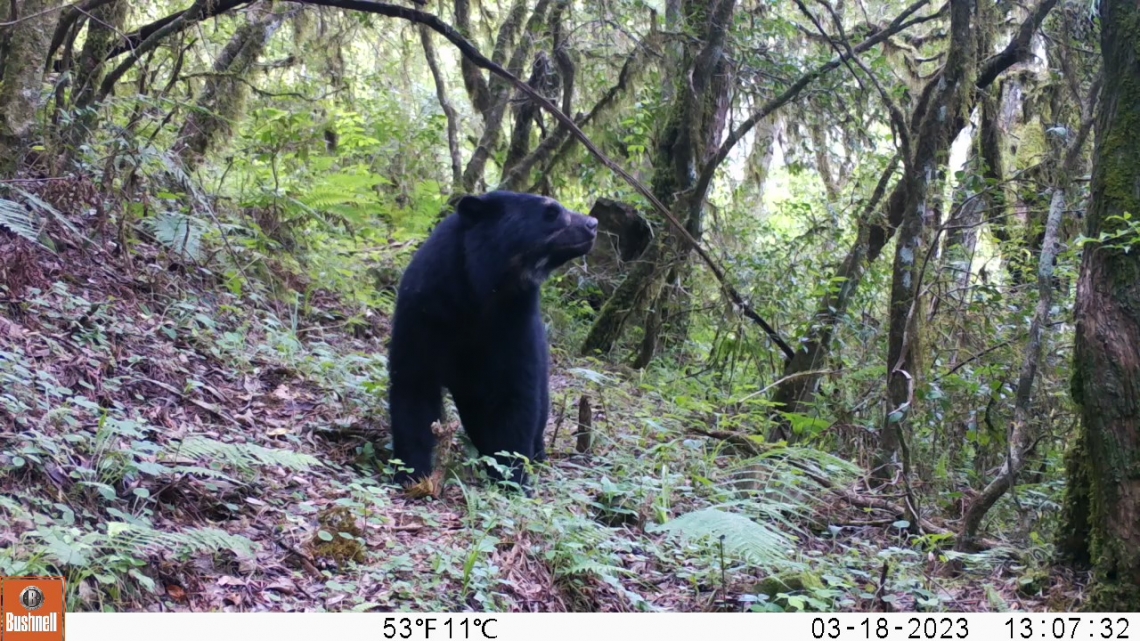 Andean bear_T ornatus_southern Bolivia_camera trapping to distinguish individual by facial markings_Ximena Velez-Liendo