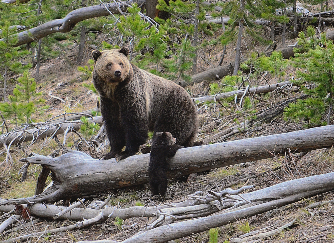 Brown bear_U arctos_Yellowstone National Park Wyoming USA_F vanManen
