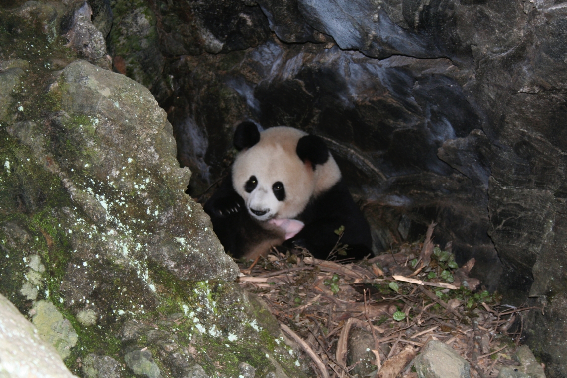 Giant panda_A melanoleuca_Foping NR_cub mortality due to maternal abandonment and flooded cave den_IOZCAS