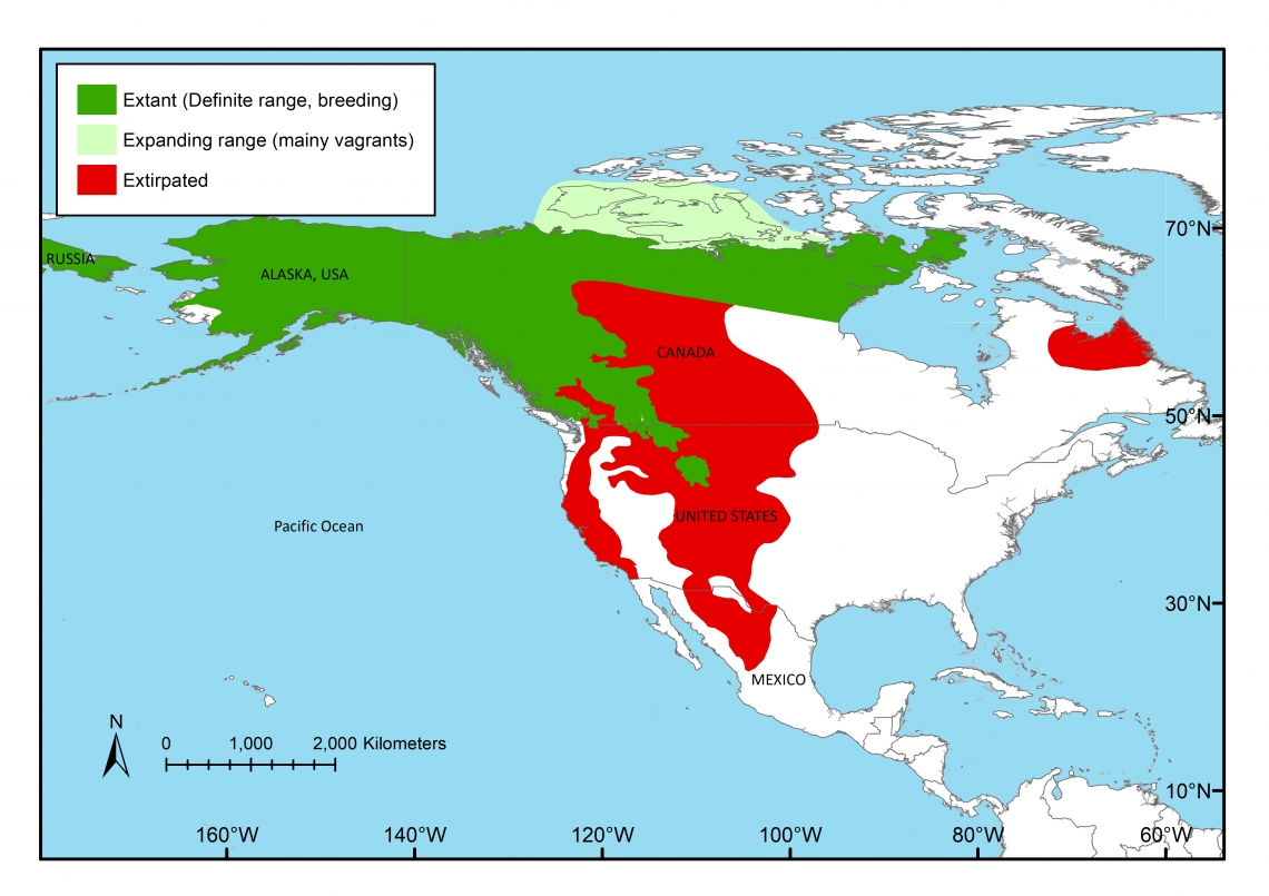 Range map of brown bear (U arctos) in North America mapped by Bear Specialist Group created by M Proctor