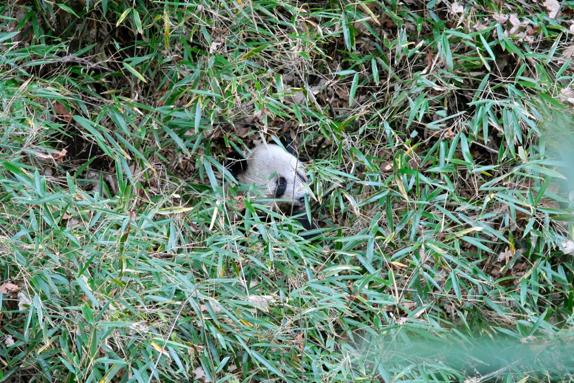 Giant panda_A melanoleuca_Foping NR_difficult to detect in bamboo habitat_San Diego Zoo Wildlife Alliance