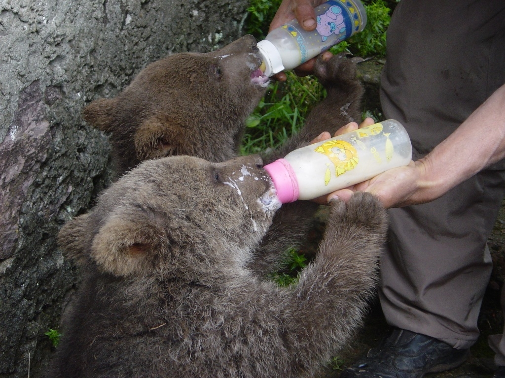 Caring for orphaned brown bear cubs Turkey_O E Can