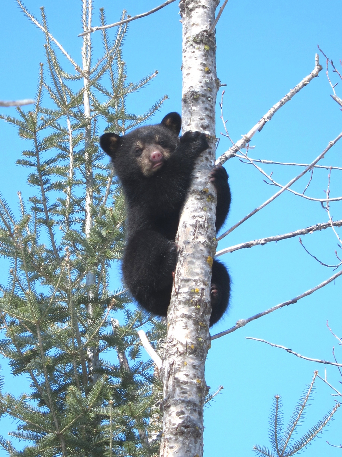 American black bear_U americanus_Minnesota_cub escaping danger in aspen tree_D Garshelis