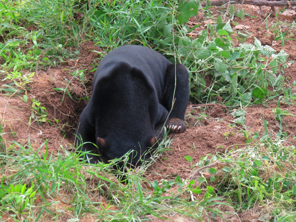 Sun bear_H malayanus_Cambodia Bear Sanctuary Cambodia_digging in the ground_Free the Bears