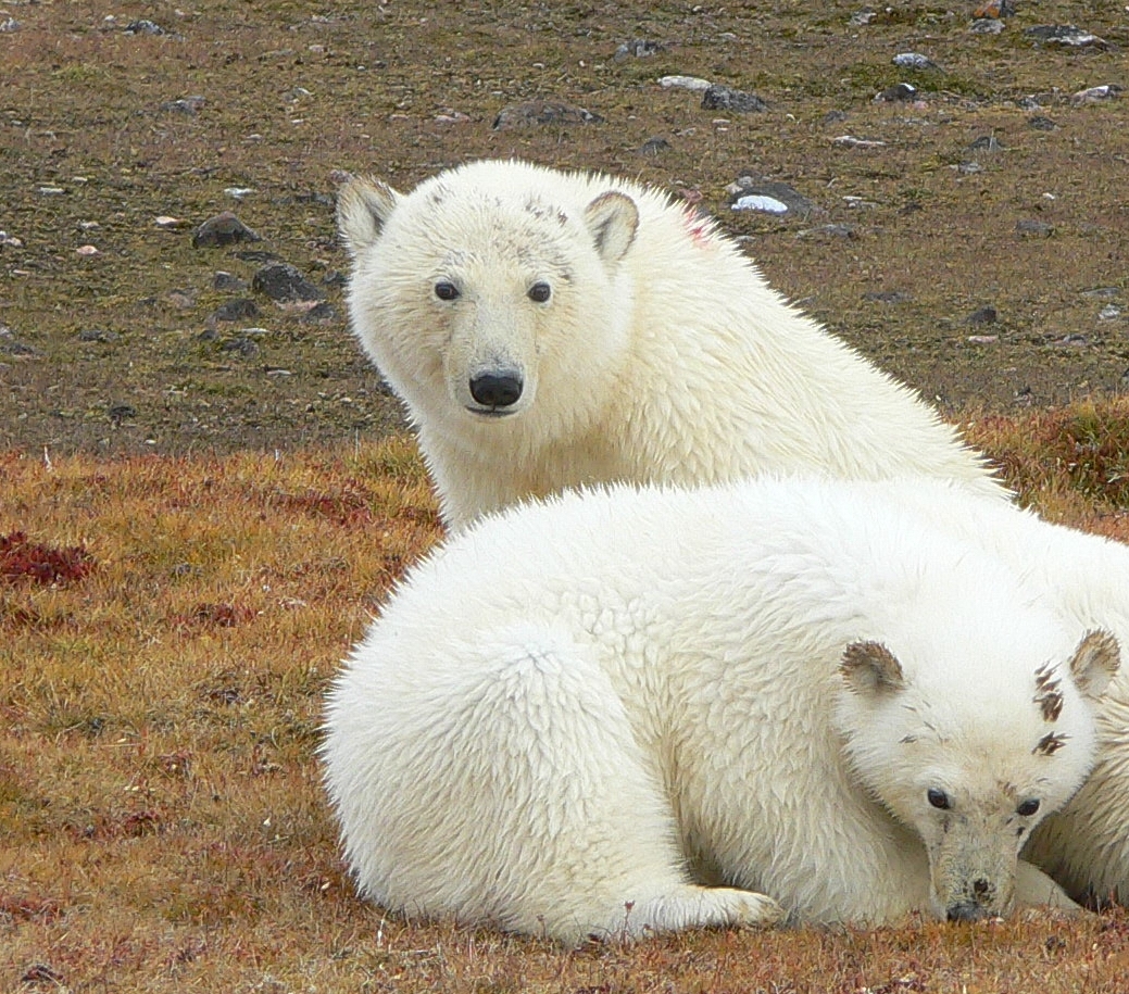 Polar bear_U maritimus_Nunavut Canada_yearlings_D Garshelis
