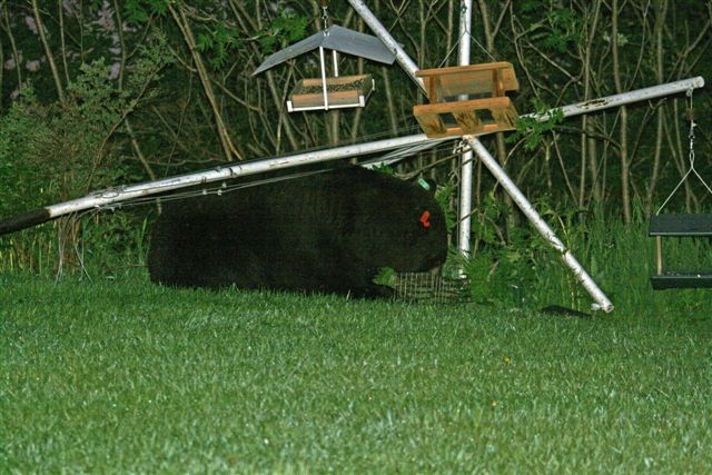 Damage to birdfeeder caused by American black bear Minnesota USA_photo submitted by public