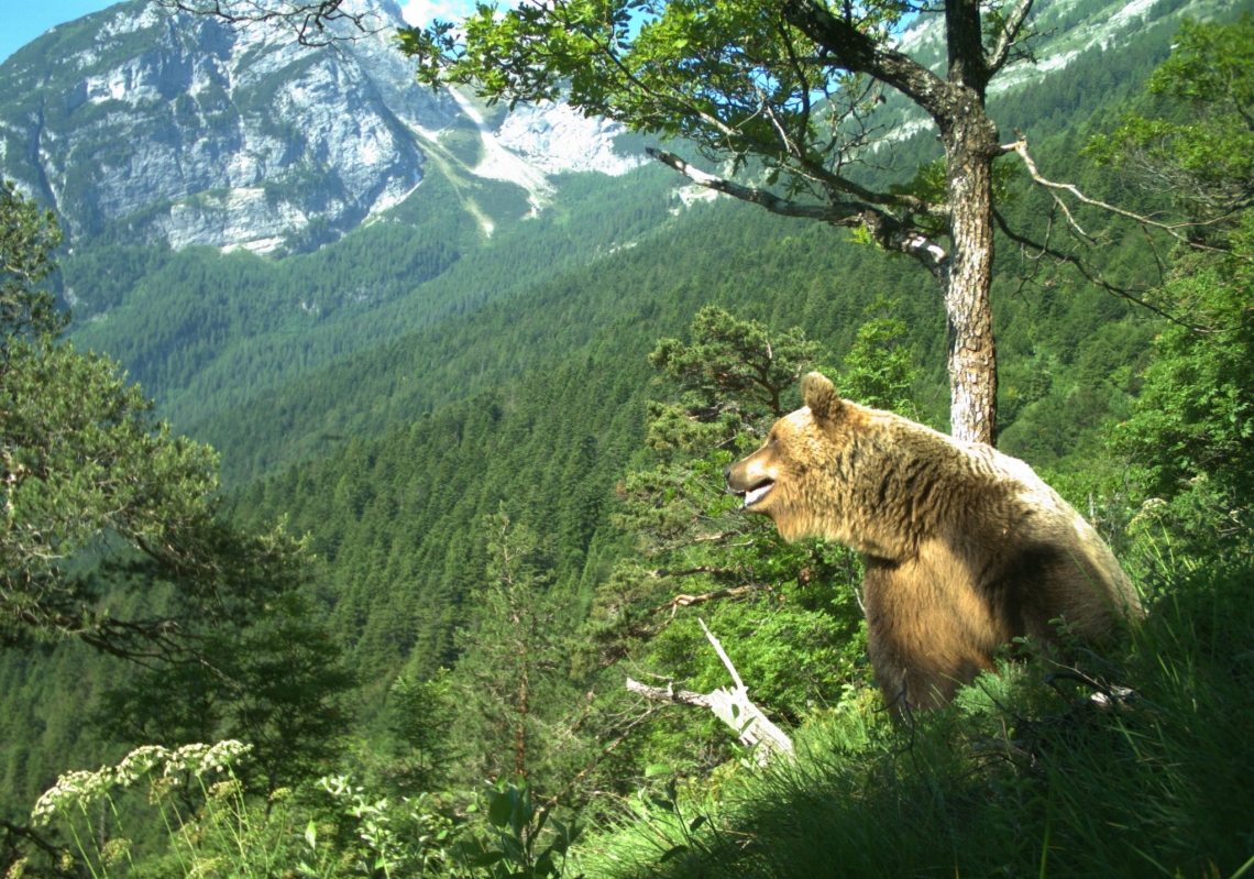 Bown bear_U arctos_Trentino Italian Alps_camera trap mountainous habitat_M Zeni