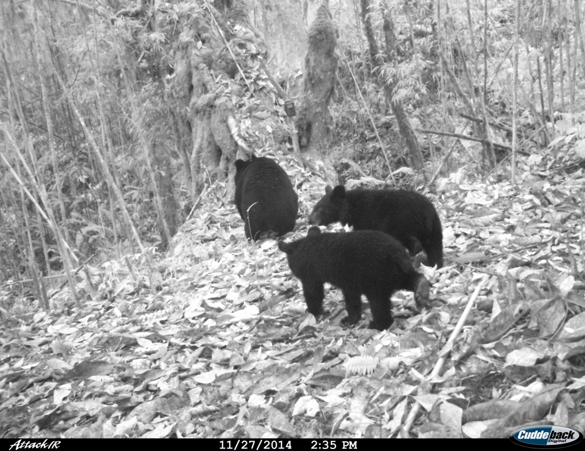 Camera trapping surveys for tigers across Bhutan yielded numerous by-catch photos of Asiatic black bears. These can be used for bear population monitoring, even if individual animals cannot be distinguished_Sangay Dorji