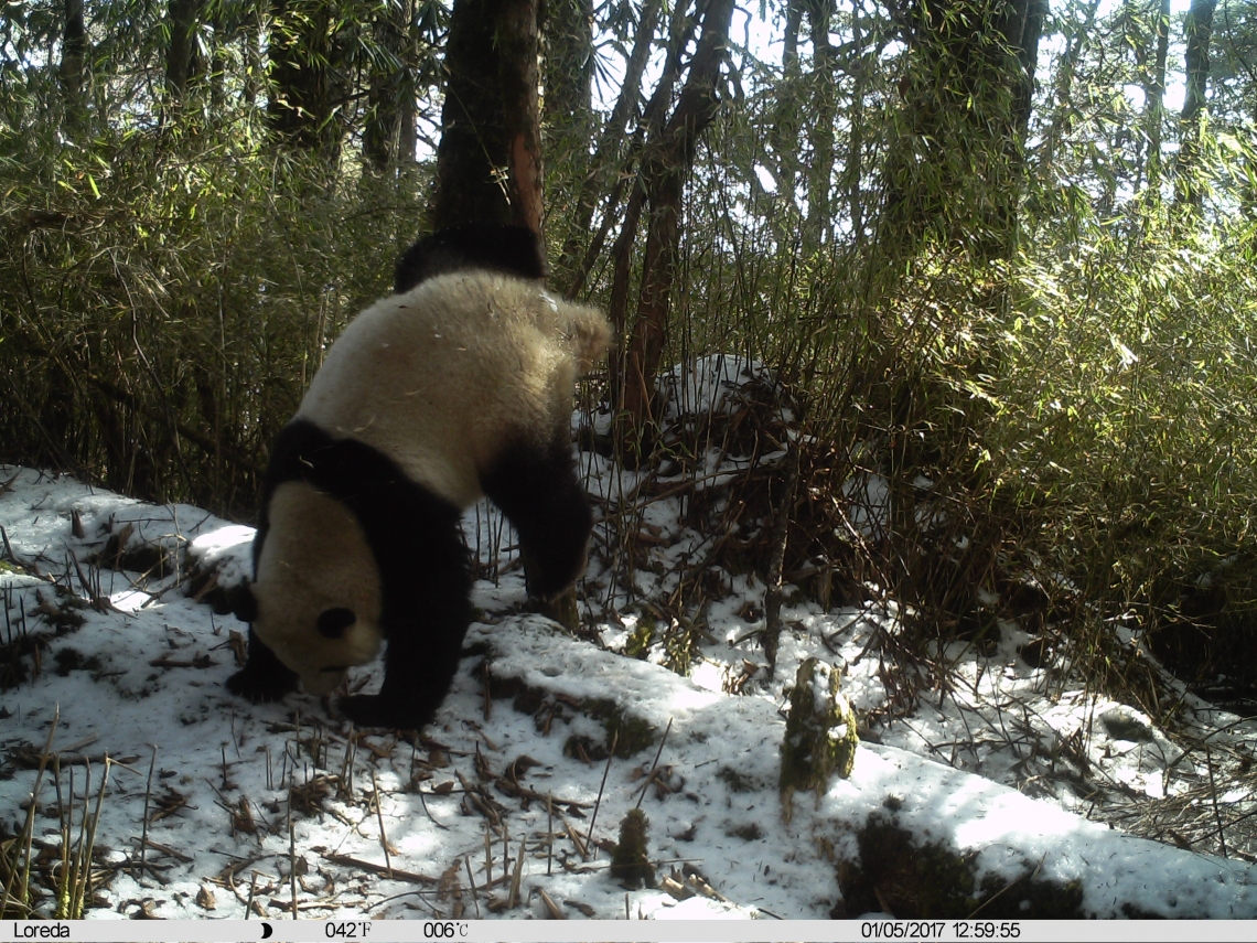 Giant panda_A melanoleuca_Wolong NR_scent marking_Peking University