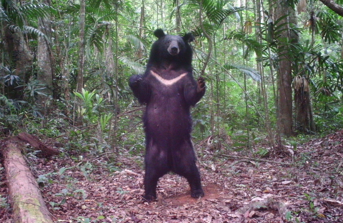 Asiatic Black bear_U thibetanus_Thailand_ population estimate by camera trap identification_D Ngoprasert